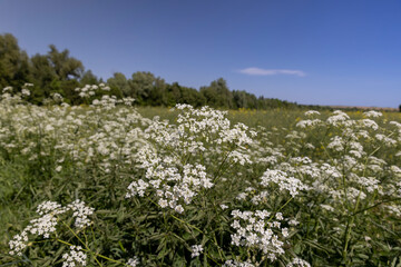 Fototapeta premium grass and flowers weeds growing in the field in the summer