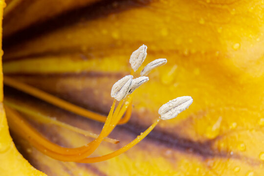 Flower stamens of a solandra grandiflora with water droplets illuminated by sunlight. Macro image