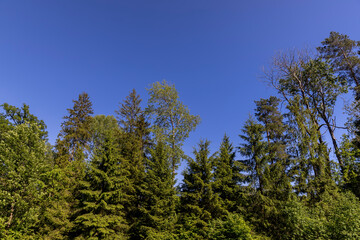 deciduous trees in spring in sunny windy weather