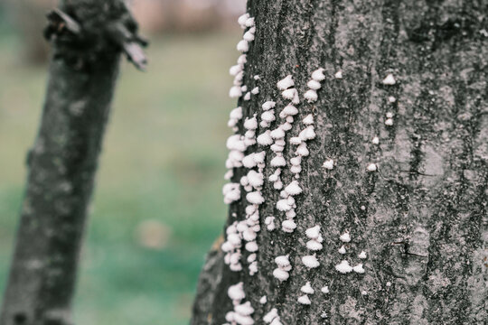 White mushrooms on the tree trunk, Schizophyllum