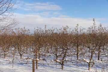 old foliage on apple trees in the orchard during frosts in winter