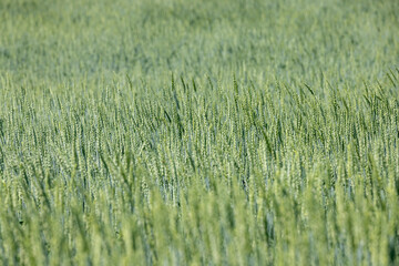 beautiful green unripe rye cereals in the summer