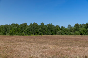 Obraz premium a green forest with a blue sky and colorful grass
