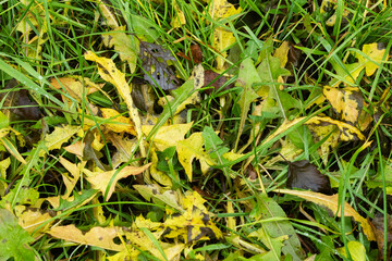 Dandelion leaves turning yellow during fall foliage in rural Estonia, Northern Europe