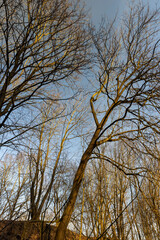 last year's foliage hangs on the branches of an oak tree in February