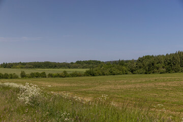 Obraz premium grass and flowers weeds growing in the field in the summer