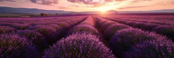 Rideaux velours Violet lavender field in region