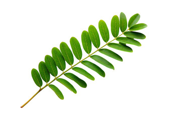 Tamarind leaves isolated on transparent background,
