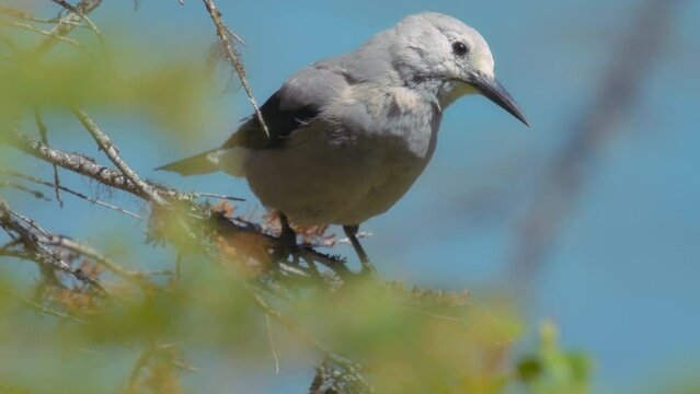 A Clark's nutcracker bird sitting on a pine tree branch. Close up, slow motion. 