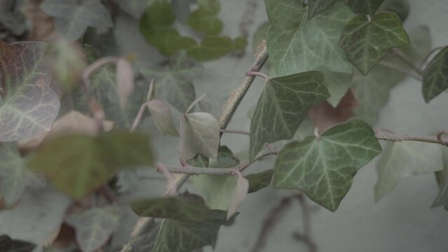 Tilt up Extreme Close up Ivy on wall Maplewood New Jersey 4k
