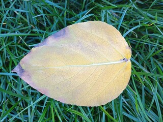 leaf on the grass