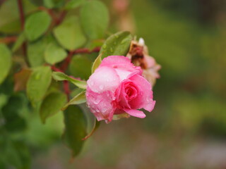 ピンクのバラ　ビバリー