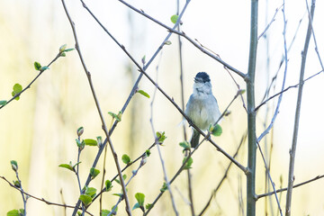 Male Eurasian blackcap perched on a branch in a springtime forest in Estonia, Northern Europe	