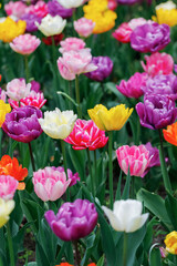Colorful tulips grow on flowerbed in spring time. Selective focus. Close up. Vertical orientation.