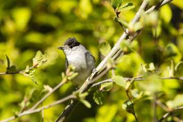 Male Eurasian blackcap perched on a branch in a springtime forest in Estonia, Northern Europe	
