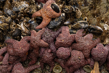 Close Up Of Sea Star Mass Holding To The Shell Covered Walls On Meyers Beach