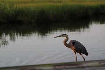 great blue heron looking at bay water