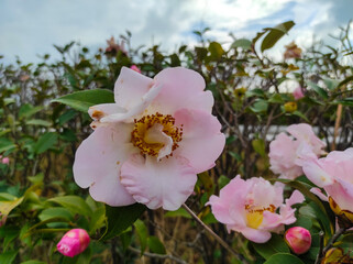 Camellia flower blooming in the garden 