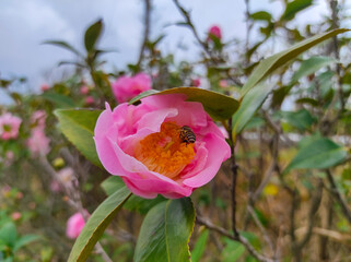 Camellia flower blooming in the garden 