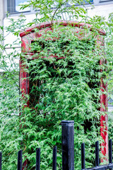 Old British abandoned red phone box recycled into a climbing garden