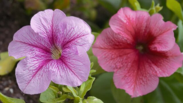 Close up of of pink and red petunia flowers blooming in the garden. Slow motion. 