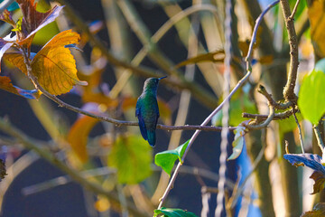 green and blue hummingbird on a branch and flying