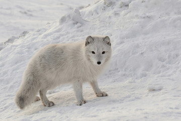 Life of Arctic foxes in the northern winter tundra. White and fluffy polar foxes hunting and playing in the snow. Wild fauna of the polar region on the Arctic islands