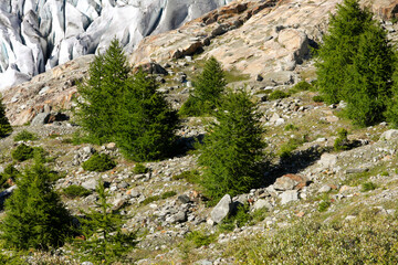 Jungfrau-Aletsch protected area, Bernese Alps, Switzerland