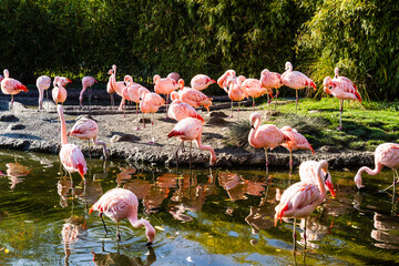 Beautiful Pink Flamingos standing in the zoo pond on a sunny summer day.