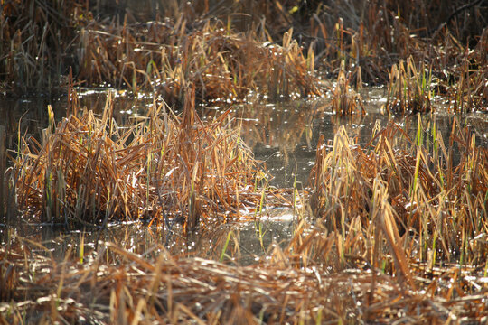 Dry yellow reed in marshland in autumn