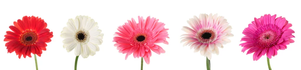 Zelfklevend Fotobehang Set of different gerbera flowers isolated on white © Pixel-Shot