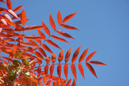 ハゼノキ　秋の紅葉