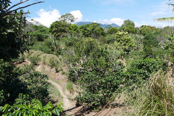 Fototapeta na wymiar Kaffeeplantage mit Kaffeepflanzen in Boquete in Panama