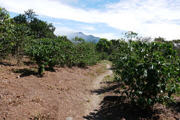 Fototapeta na wymiar Kaffeeplantage mit Kaffeepflanzen in Boquete in Panama