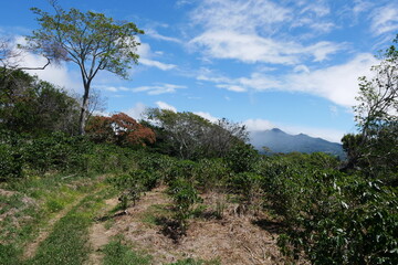 Fototapeta na wymiar Kaffeeplantage und Berg mit Wolken in Boquete Panama