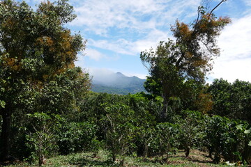 Kaffeeplantage und Berg mit Wolken in Boquete Panama