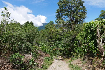 Fototapeta na wymiar Weg durch tropische Berglandschaft mit Urwald und Banananpflanzen in Boquete in Panama