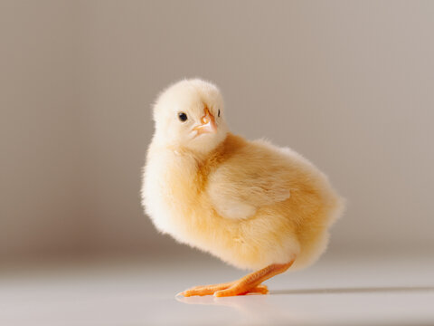 frango de p&aacute;scoa em um fundo claro