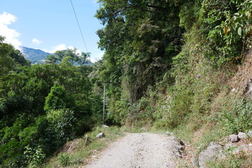Fototapeta na wymiar Straße durch tropischen Regenwald in Boquete in Panama