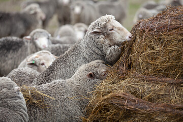 Sheep feeding on hay in paddock