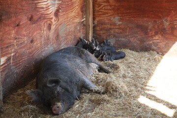 Berkshire pig- sow with piglets