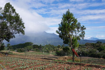Gemüsefeld in Boquete in Panama mit Berg in Wolken