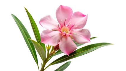 Pink oleander flower isolated on transparent background.