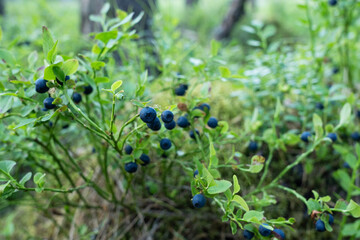 Closeup of ripe European blueberry fruits on a summer day in a boreal forest in Estonia