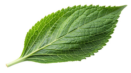 Fototapeta premium Green leave. isolated on transparent background.
