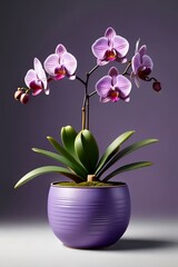 blooming orchid in a pot