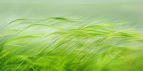 Abstract spring grass background with fresh long grassy field on a windy summer day. Blue sky and nostalgic beach grass art for copy space by Vita
