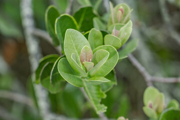 Santalum paniculatum, ʻIliahi in Hawaiian. Royal Hawaiian Sandalwood.   Puʻu Huluhulu is a...
