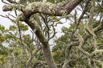 Acacia koa, commonly known as koa, is a species of flowering tree in the family Fabaceae.  Puʻu Huluhulu is a volcanic cone and kīpuka,Island of Hawaii in the State of Hawaii.