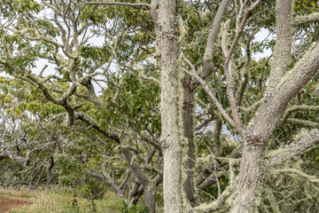 Acacia koa, commonly known as koa, is a species of flowering tree in the family Fabaceae.  Puʻu Huluhulu is a volcanic cone and kīpuka,Island of Hawaii in the State of Hawaii.